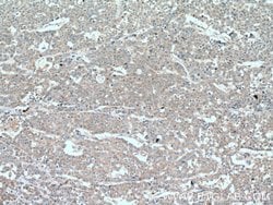 TNFAIP1 Mouse anti-Human, Clone: 4F11B5, Proteintech 150 &mu;L; Unconjugated:Antibodies,
