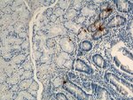 Thumbnail_Gastrin Mouse anti-Human, Clone: 7G9C3, Proteintech:Antibodies:Primary