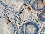 Thumbnail_Gastrin Mouse anti-Human, Clone: 7G9C3, Proteintech:Antibodies:Primary