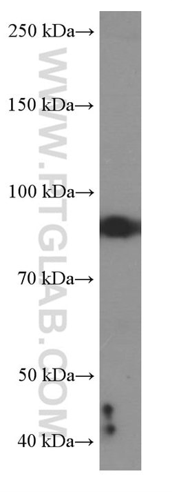 MUM1 Mouse anti-Human, Clone: 3B1D2, Proteintech 150 &mu;L; Unconjugated:Antibodies,