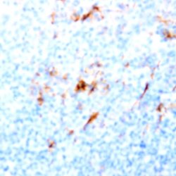 CD40 Monoclonal Antibody (HB14), Abbomax 100 &mu;g; Unconjugated:Antibodies,