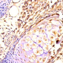 PAX6 Monoclonal Antibody (E5B), Abbomax 100 &mu;g; Unconjugated:Antibodies,