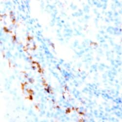 CD36 Monoclonal Antibody (8C9), Abbomax 100 &mu;g; Unconjugated:Antibodies,