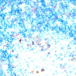 CD47 Monoclonal Antibody (B6H12), Abbomax 100 &mu;g; Unconjugated:Antibodies,