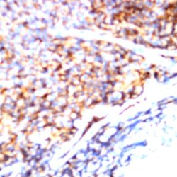 CD158b Monoclonal Antibody (DX27), Abbomax 100 &mu;g; Unconjugated:Antibodies,