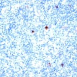 CD66a/c/e Monoclonal Antibody (ASL-32), Abbomax 100 &mu;g; Unconjugated:Antibodies,