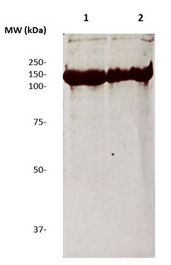 Human IgG4 Monoclonal Antibody (HP6025), Abbomax 100 &mu;g | Buy Online | Abbomax Inc | Fisher Scientific