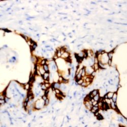 Integrin Beta 1 Monoclonal Antibody (AIIB2), Abbomax 100 &mu;g; Unconjugated:Antibodies,