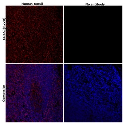 Invitrogen CD45R (B220) Monoclonal Antibody (RA3-6B2), Alexa Fluor 660, eBioscience , Invitrogen 25 &mu;g | Buy Online | Invitrogen&trade; | Fisher Scientific
