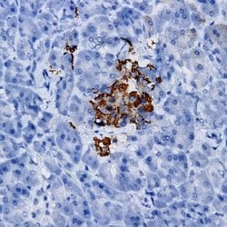 NK-1 Monoclonal Antibody (PK136), Abbomax 100 &mu;g; Unconjugated:Antibodies,