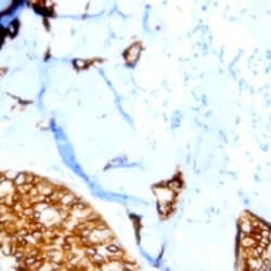 P40 Monoclonal Antibody (ZY601), Abbomax 100 &mu;g; Unconjugated:Antibodies,