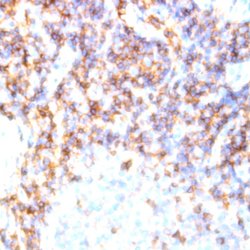 TCR DO11.10 Monoclonal Antibody (JKJ1-26), Abbomax 100 &mu;g; Unconjugated:Antibodies,