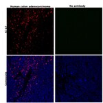 Invitrogen™ Ki-67 Monoclonal Antibody (SolA15), Alexa Fluor™ 660