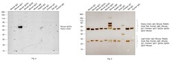 Invitrogen&trade;&nbsp;Rabbit anti-Mouse IgG2a Secondary Antibody, HRP