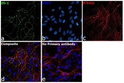 Invitrogen ZO-1 Polyclonal Antibody 100 &mu;g; Unconjugated:Antibodies,