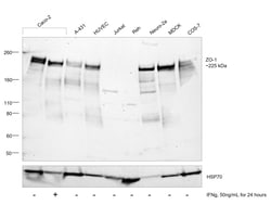 Invitrogen ZO-1 Polyclonal Antibody 100 &mu;g; Unconjugated:Antibodies,