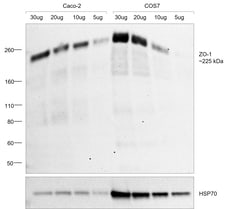 Invitrogen ZO-1 Polyclonal Antibody 100 &mu;g; Unconjugated:Antibodies,