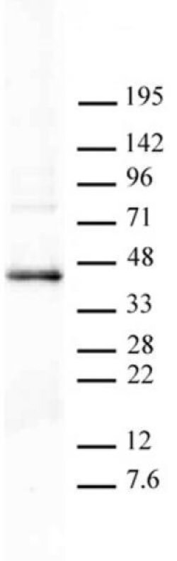 PRMT6 Polyclonal Antibody, Active Motif 100 &mu;L; Unconjugated:Antibodies,