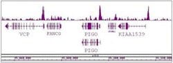 BRD8 / SMAP2 Polyclonal Antibody, Active Motif:Antibodies:Primary Antibodies