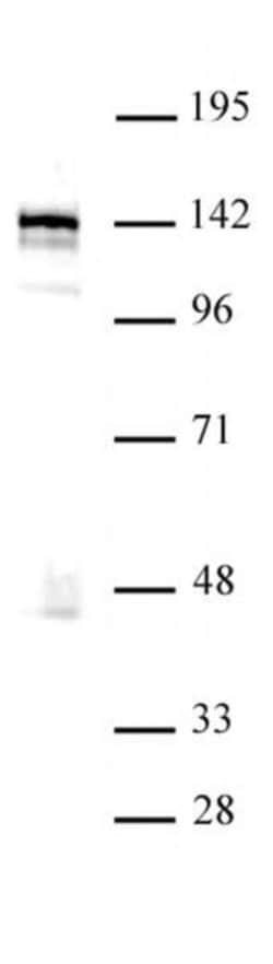 BRD8 / SMAP2 Polyclonal Antibody, Active Motif:Antibodies:Primary Antibodies
