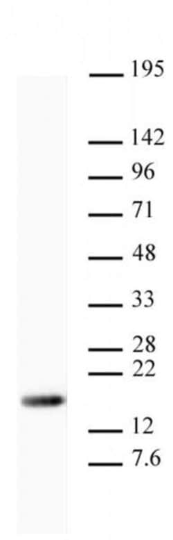 Histone H3K9me3 Monoclonal Antibody (MABI 0319), Active Motif:Antibodies:Primary