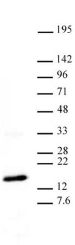 Histone H3K27me3 Monoclonal Antibody (MABI 0323), Active Motif:Antibodies:Primary