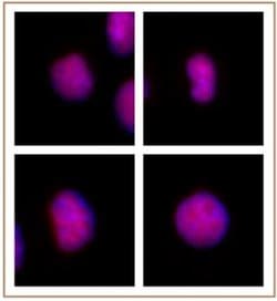 GATA-6 Polyclonal Antibody, Active Motif:Antibodies:Primary Antibodies