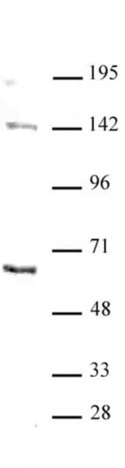 GATA-6 Polyclonal Antibody, Active Motif:Antibodies:Primary Antibodies