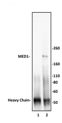 MED1 Polyclonal Antibody, Active Motif:Antibodies:Primary Antibodies