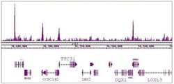 KLF5 Rabbit anti-Human, Mouse, Unconjugated, Polyclonal, Active Motif:Antibodies:Primary