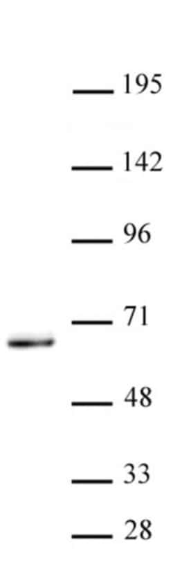 KLF5 Rabbit anti-Human, Mouse, Unconjugated, Polyclonal, Active Motif:Antibodies:Primary