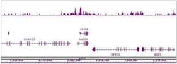 Histone H4K8ac Polyclonal Antibody, Active Motif 10 &mu;g; Unconjugated:Antibodies,