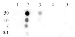 Histone H4K8ac Polyclonal Antibody, Active Motif 10 &mu;g; Unconjugated:Antibodies,