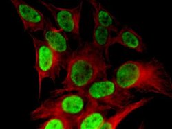 Histone H4K8ac Polyclonal Antibody, Active Motif 10 &mu;g; Unconjugated:Antibodies,