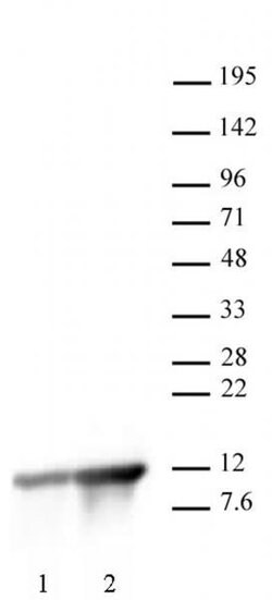 Histone H4K8ac Polyclonal Antibody, Active Motif 10 &mu;g; Unconjugated:Antibodies,