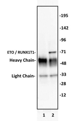 ETO / RUNX1T1 Polyclonal Antibody, Active Motif 10 &mu;L | Buy Online | Active Motif | Fisher Scientific