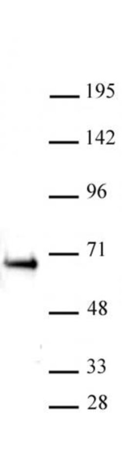 ETO / RUNX1T1 Polyclonal Antibody, Active Motif 10 &mu;L | Buy Online | Active Motif | Fisher Scientific