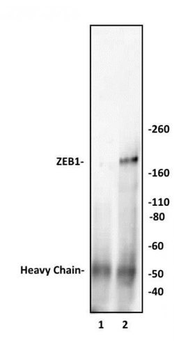 ZEB1 Polyclonal Antibody, Active Motif:Antibodies:Primary Antibodies