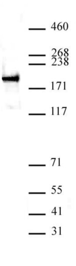 ZEB1 Polyclonal Antibody, Active Motif:Antibodies:Primary Antibodies