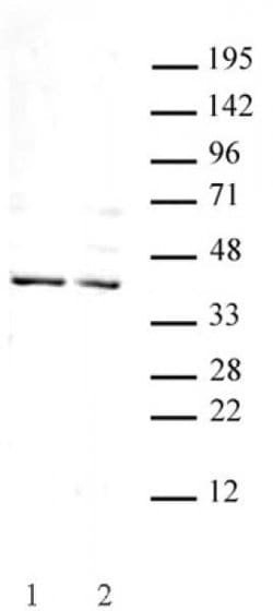 Goosecoid Polyclonal Antibody, Active Motif 10 &mu;L; Unconjugated:Antibodies,