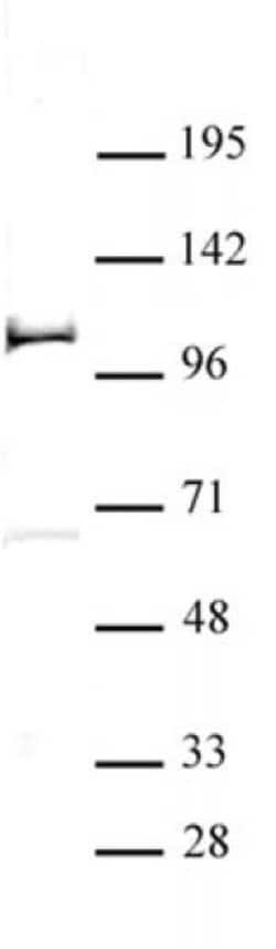 PHF20 Polyclonal Antibody, Active Motif:Antibodies:Primary Antibodies