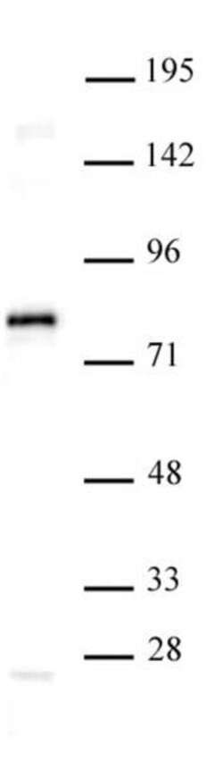 TCF7L1 / TCF3 Polyclonal Antibody, Active Motif 100 &mu;L | Buy Online | Active Motif | Fisher Scientific