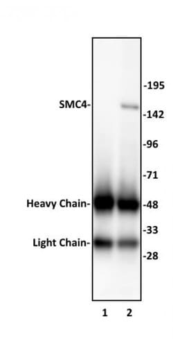 SMC4 Polyclonal Antibody, Active Motif:Antibodies:Primary Antibodies