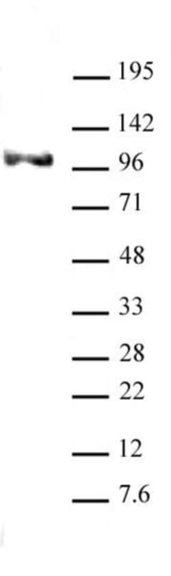 Notch1 Monoclonal Antibody (ICN 5B5), Active Motif 10 &mu;g; Unconjugated:Antibodies,