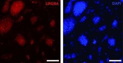 LIN28A Polyclonal Antibody, Active Motif:Antibodies:Primary Antibodies