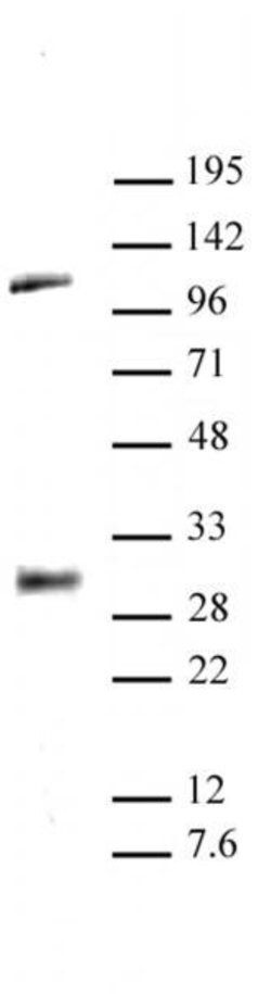 LIN28A Polyclonal Antibody, Active Motif:Antibodies:Primary Antibodies