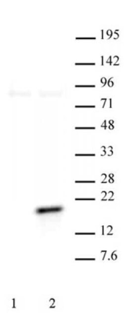 Histone H3T11ph Polyclonal Antibody, Active Motif 10 &mu;g; Unconjugated:Antibodies,