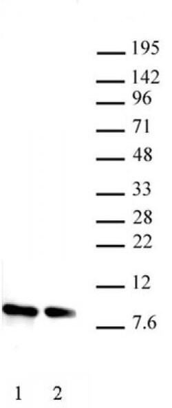 Histone H4 Polyclonal Antibody, Active Motif:Antibodies:Primary Antibodies