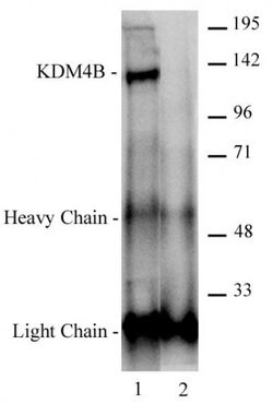 JMJD2B / KDM4B Polyclonal Antibody, Active Motif 10 &mu;L | Buy Online | Active Motif | Fisher Scientific