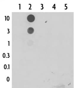 5-Formylcytosine (5-fC) Polyclonal Antibody, Active Motif 100 &mu;g; Unconjugated:Antibodies,